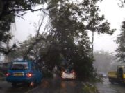 Hujan Lebat Disertai Angin Kencang Kembali Tumbangkan Pohon di Bogor