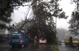 Hujan Lebat Disertai Angin Kencang Kembali Tumbangkan Pohon di Bogor