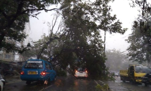 Pohon tumbang
