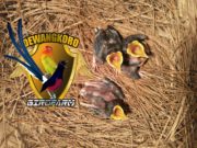 Dewangkoro Bird Farm, Dari Hobi Jadi Bisnis
