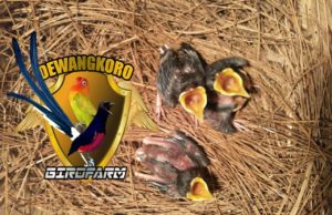 Dewangkoro Bird Farm, Dari Hobi Jadi Bisnis