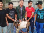 Mahasiswa KKN UNUSIA Salurkan 2 Ekor Kambing Qurban