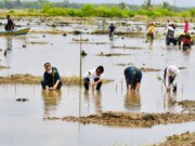 Presiden Jokowi Tanam Mangrove Bersama Dubes dan Masyarakat di Tana Tidung