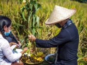 Walikota Bogor Panen Raya di ” Ubud ”