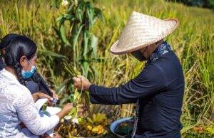 Walikota Bogor Panen Raya di ” Ubud ”