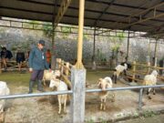 UPTD RPH Terpadu Kota Bogor Dongkrak Perenomian Melalui Sentra Penjualan Hewan