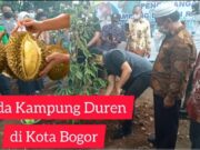 Wow! Ada Kampung Durian Dikota Bogor