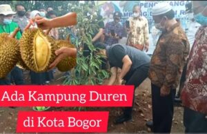 Wow! Ada Kampung Durian Dikota Bogor