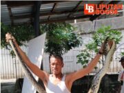 Warga Cibuluh Dihebohkan Penemuan Ular Sanca Kembang