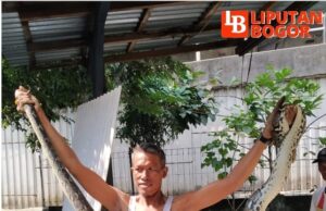 Warga Cibuluh Dihebohkan Penemuan Ular Sanca Kembang