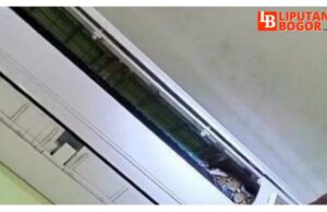 Wow ! Ular Sanca Batik Bersarang di AC Warga Bogor