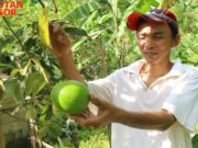 Ditahun 2025, Desa Karyasari Bakal Jadi Penghasil Alpukat Miki Terbesar di Kabupaten Bogor