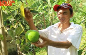 Ditahun 2025, Desa Karyasari Bakal Jadi Penghasil Alpukat Miki Terbesar di Kabupaten Bogor