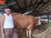 Wabah PMK Pada Sapi Semakin Merajalela, DKPP Kota Bogor Tutup Sementara UPT RPH Terpadu