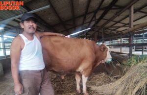 Wabah PMK Pada Sapi Semakin Merajalela, DKPP Kota Bogor Tutup Sementara UPT RPH Terpadu
