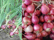 Belajar Tanam Bawang Merah di Lahan Masam Melalui VL