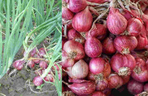 Belajar Tanam Bawang Merah di Lahan Masam Melalui VL