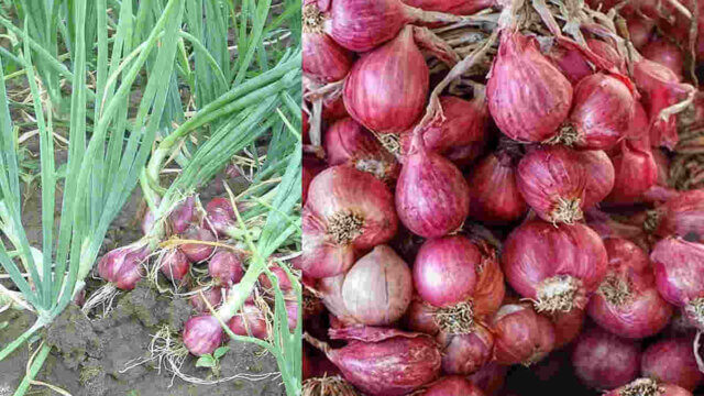 bawang