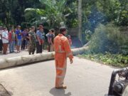 Tutupi Jalan Akses Warga, Polsek Ciawi Bersama Instansi Terkait Evakuasi Pohon Tumbang Setinggi 20 Meter