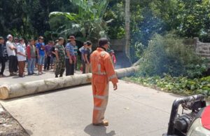 Tutupi Jalan Akses Warga, Polsek Ciawi Bersama Instansi Terkait Evakuasi Pohon Tumbang Setinggi 20 Meter