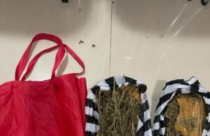 Tim Sat Narkoba Polresta Bogor Kota Ciduk Pengedar Barang Haram Jenis Ganja