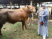Viral Beli Hewan Kurban Bonus Logam Mulia di Pipit Farm, Semua Ikut Untung