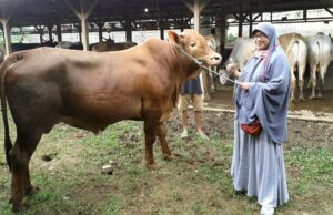 Viral Beli Hewan Kurban Bonus Logam Mulia di Pipit Farm, Semua Ikut Untung