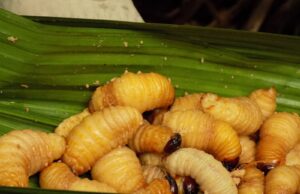Panen Serangga, Panen Protein “Low Carbon Footprint