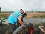 Dukung Tranformasi Pertanian Modern, _Electrifying Agriculture_ PLN Raih 53.539 Pelanggan Baru di Tahun 2024