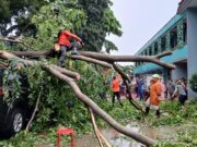 Cuaca Ekstrem di Bogor: Pohon Tumbang Timpa Mobil dan Motor di SMKN 3