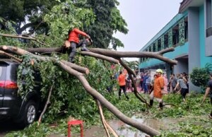 Cuaca Ekstrem di Bogor: Pohon Tumbang Timpa Mobil dan Motor di SMKN 3
