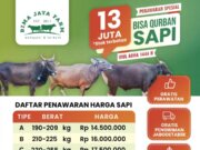 Promo Sapi Qurban Mulai 13 Jutaan! Gratis Perawatan & Kirim Jabodetabek