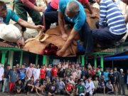 Semarak Idul Adha 1446 H, Warga RT 004 RW 002 Antusias Saksikan Penyembelihan Hewan Qurban di Masjid Ash-Shiddieq Cibuluh