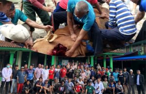 Semarak Idul Adha 1446 H, Warga RT 004 RW 002 Antusias Saksikan Penyembelihan Hewan Qurban di Masjid Ash-Shiddieq Cibuluh