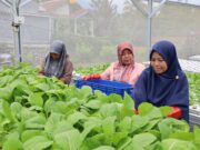 Prodi PPP SV IPB Gelar Pelatihan GHP dan Pengelolaan Kompos di KWT Ciharashas