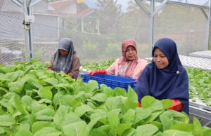 Prodi PPP SV IPB Gelar Pelatihan GHP dan Pengelolaan Kompos di KWT Ciharashas