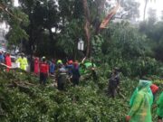 Hujan Deras dan Angin Kencang di Kota Bogor, Satu Unit Angkot Naas Tertimpa Pohon Tumbang
