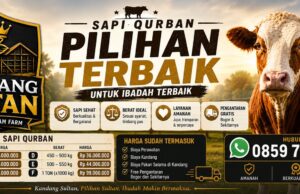 Kandang Sultan Hadirkan Sapi Qurban Premium, Siap Layani Kebutuhan Masyarakat Bogor dan Sekitarnya