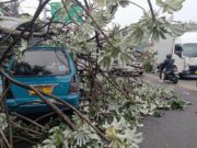 Pohon Kicopong 8 Meter Tumbang di Simpang Talang Bogor, Hantam Kios dan Angkot Hingga Macet Parah