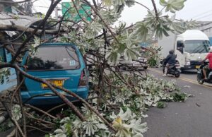 Pohon Kicopong 8 Meter Tumbang di Simpang Talang Bogor, Hantam Kios dan Angkot Hingga Macet Parah